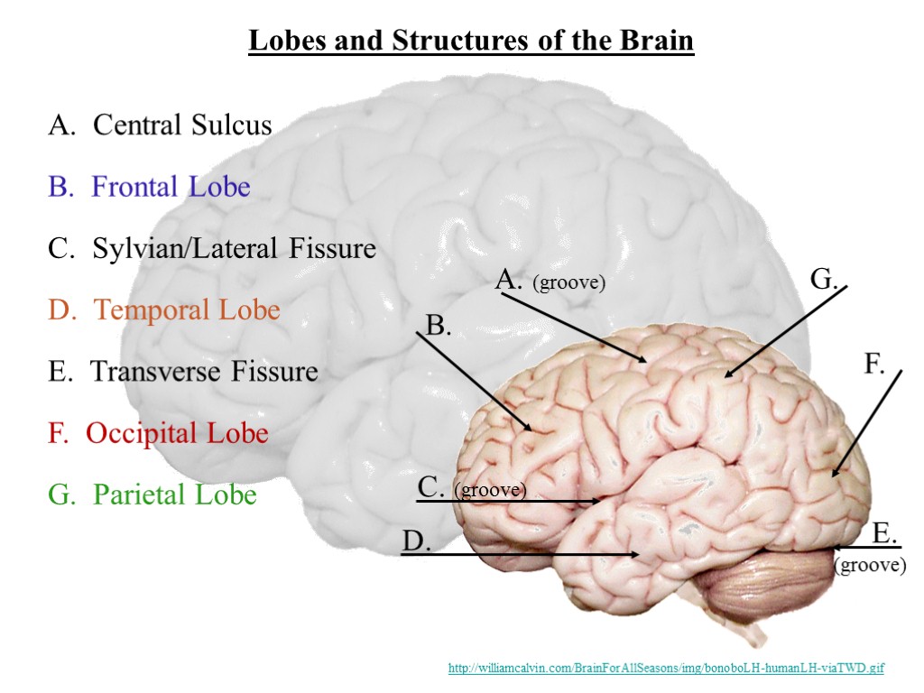 Lobes and Structures of the Brain B. A. (groove) C. (groove) D. E. F.